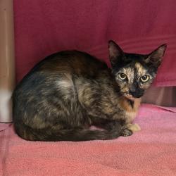 Shelter Stray Female Cat last seen 8TH AVE, 4950 SW Triana Blvd, Huntsville, AL 35805, USA