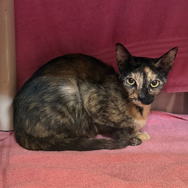 Shelter Stray Female Cat last seen 8TH AVE, 4950 SW Triana Blvd, Huntsville, AL 35805, USA