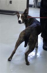 Shelter Stray Female Dog last seen Near BLOCK EASTERN BLVD, FAYETTEVILLE NC 28301, 4704 Corporation Dr, Fayetteville, NC 28306, USA