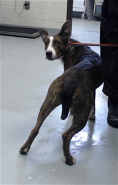 Shelter Stray Female Dog last seen Near BLOCK EASTERN BLVD, FAYETTEVILLE NC 28301, 4704 Corporation Dr, Fayetteville, NC 28306, USA