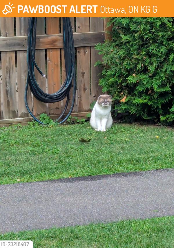 Found/Stray Unknown Cat last seen Bertona and Woodvale Green, Ottawa, ON K2G 4G9