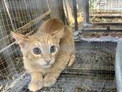 Shelter Stray Male Cat last seen Near BLOCK SUN PARK DR, PERRIS, CA, 227 N D St, Perris, CA 92570, USA