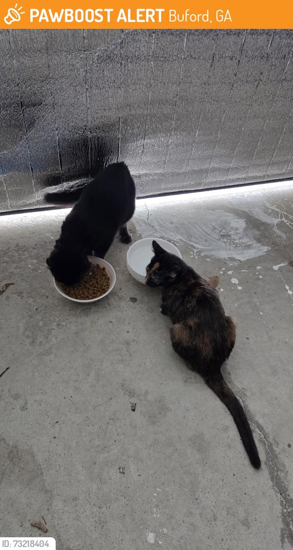 Found/Stray Female Cat last seen Hamilton Mill road and haddon hall, Buford, GA 30519