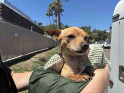 Shelter Stray Male Dog last seen , 5821 Sweetwater Rd, Bonita, CA 91902, USA