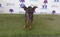 Shelter Stray Male Dog last seen , 2769 Conroy Rd, Orlando, FL 32839, USA