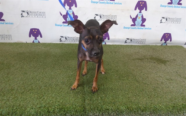 Shelter Stray Male Dog last seen , 2769 Conroy Rd, Orlando, FL 32839, USA