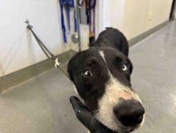 Shelter Stray Male Dog last seen LYONS VALLEY ROAD, 5821 Sweetwater Rd, Bonita, CA 91902, USA