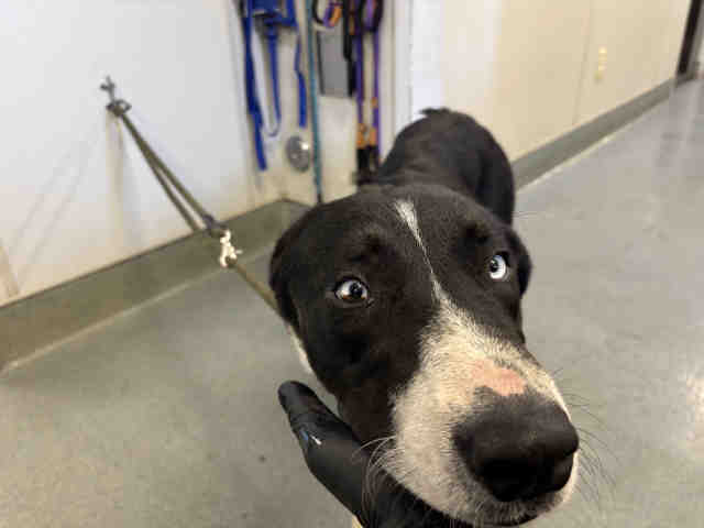 Shelter Stray Male Dog last seen LYONS VALLEY ROAD, 5821 Sweetwater Rd, Bonita, CA 91902, USA