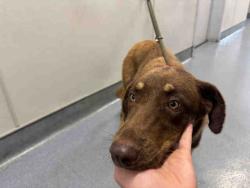 Shelter Stray Female Dog last seen LYONS VALLEY ROAD, 5821 Sweetwater Rd, Bonita, CA 91902, USA