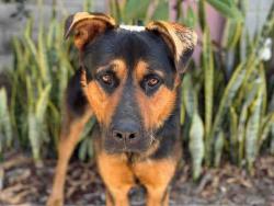 Shelter Stray Male Dog last seen , 5821 Sweetwater Rd, Bonita, CA 91902, USA