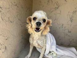 Shelter Stray Female Dog last seen , 5821 Sweetwater Rd, Bonita, CA 91902, USA