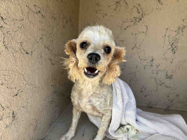 Shelter Stray Female Dog last seen , 5821 Sweetwater Rd, Bonita, CA 91902, USA