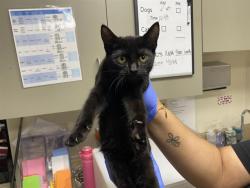 Shelter Stray Male Cat last seen Near BLOCK N 31ST ST, 3839 W Burnham St, West Milwaukee, WI 53215, USA