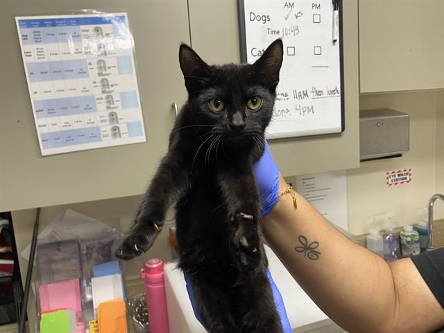 Shelter Stray Male Cat last seen Near BLOCK N 31ST ST, 3839 W Burnham St, West Milwaukee, WI 53215, USA