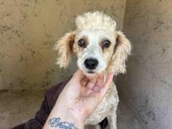 Shelter Stray Female Dog last seen , 5821 Sweetwater Rd, Bonita, CA 91902, USA