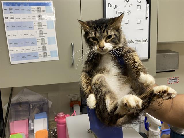 Shelter Stray Female Cat last seen Near BLOCK N 31ST ST, 3839 W Burnham St, West Milwaukee, WI 53215, USA