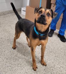 Shelter Stray Male Dog last seen Near BLOCK LIVERNOIS AVE, DETROIT MI 48221, 7401 Chrysler Dr, Detroit, MI 48211, USA