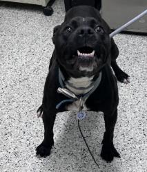 Shelter Stray Male Dog last seen Near BLOCK DEARING ST, DETROIT MI 48212, 7401 Chrysler Dr, Detroit, MI 48211, USA