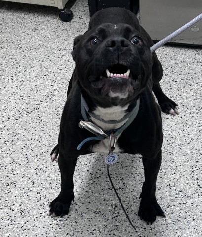 Shelter Stray Male Dog last seen Near BLOCK DEARING ST, DETROIT MI 48212, 7401 Chrysler Dr, Detroit, MI 48211, USA