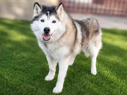 Shelter Stray Male Dog last seen , 2481 Palomar Airport Rd, Carlsbad, CA 92011, USA