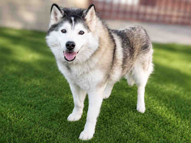 Shelter Stray Male Dog last seen , 2481 Palomar Airport Rd, Carlsbad, CA 92011, USA