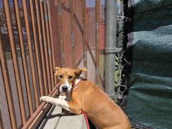 Shelter Stray Female Dog last seen , 2481 Palomar Airport Rd, Carlsbad, CA 92011, USA