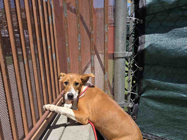 Shelter Stray Female Dog last seen , 2481 Palomar Airport Rd, Carlsbad, CA 92011, USA
