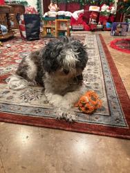 Lost Female Dog last seen Near Hershey dr Buena Park, Buena Park, CA 90620