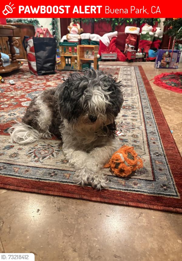 Lost Female Dog last seen Near Hershey dr Buena Park, Buena Park, CA 90620