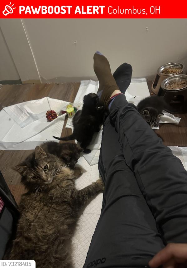 Lost Female Cat last seen N and n, Columbus, OH 43223
