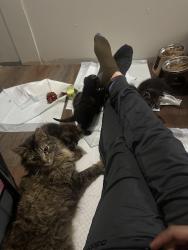 Lost Female Cat last seen N and n, Columbus, OH 43223