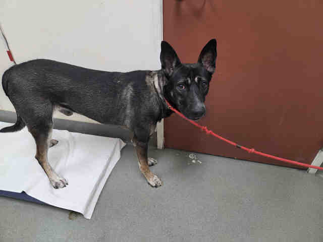 Shelter Stray Male Dog last seen HWY 76 IN RAMONA, NEAR MAGNOLIA, 2481 Palomar Airport Rd, Carlsbad, CA 92011, USA