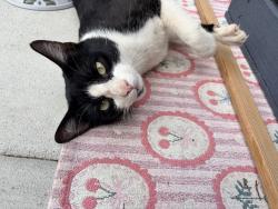 Found/Stray Male Cat last seen Willow Leaf, Keizer, OR 97303
