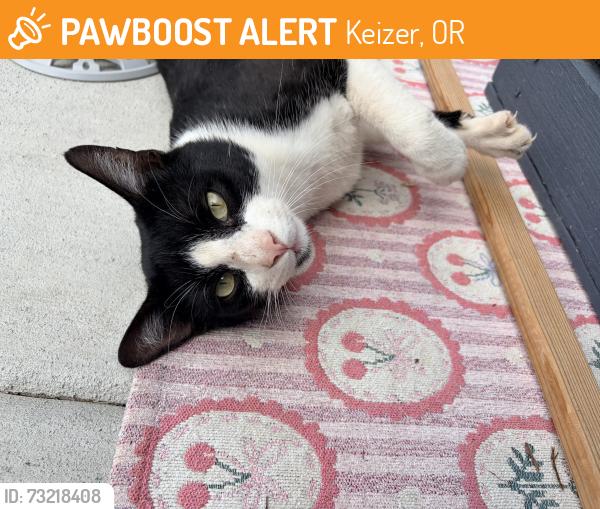 Found/Stray Male Cat last seen Willow Leaf, Keizer, OR 97303