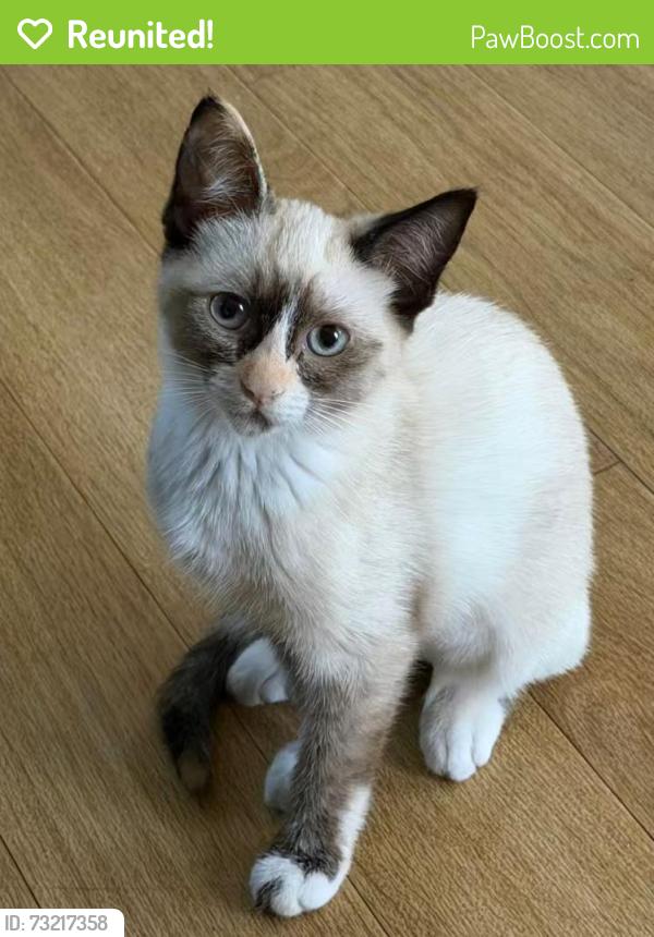 Reunited Female Cat last seen Near Sunset Hwy, Mercer Island, WA 98040
