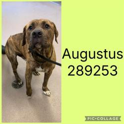 Shelter Stray Male Dog last seen BLOOMFIELD DR, 4214 Fulton Mill Rd, Macon, GA 31216, USA