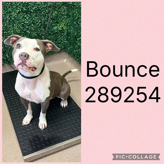 Shelter Stray Female Dog last seen MOSELEY DIXON, 4214 Fulton Mill Rd, Macon, GA 31216, USA