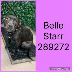 Shelter Stray Female Dog last seen FULTON MILL @ BETHEL CHURCH, 4214 Fulton Mill Rd, Macon, GA 31216, USA