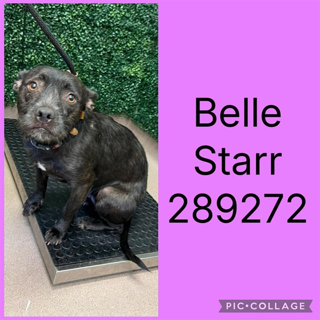 Shelter Stray Female Dog last seen FULTON MILL @ BETHEL CHURCH, 4214 Fulton Mill Rd, Macon, GA 31216, USA