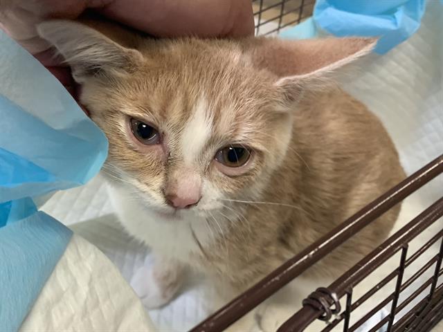 Shelter Stray Male Cat last seen JOHN STILL DR & BONAVISTA WAY, 2127 Front St, Sacramento, CA 95818, USA