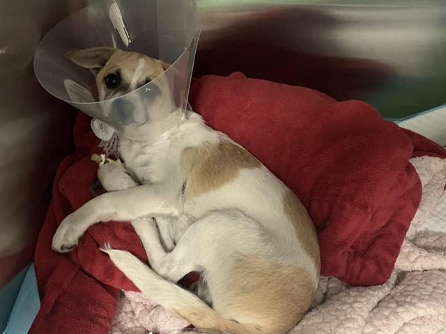 Shelter Stray Male Dog last seen FREEPORT BLVD & FLORIN RD, 2127 Front St, Sacramento, CA 95818, USA