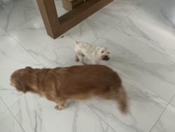 Found/Stray Unknown Dog last seen Stagecoach, Brownsville, TX 78520