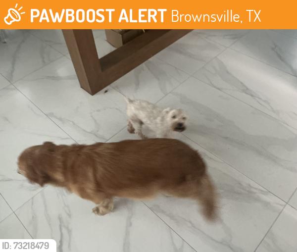Found/Stray Unknown Dog last seen Stagecoach, Brownsville, TX 78520