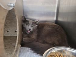 Shelter Stray Female Cat last seen , 3201 Lacy St, Los Angeles, CA 90031, USA