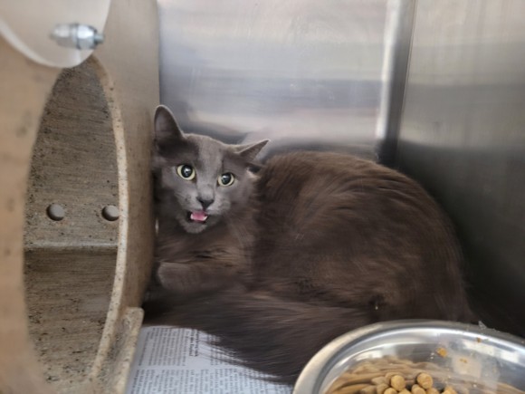 Shelter Stray Female Cat last seen , 3201 Lacy St, Los Angeles, CA 90031, USA