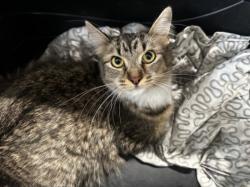 Shelter Stray Female Cat last seen , 3201 Lacy St, Los Angeles, CA 90031, USA
