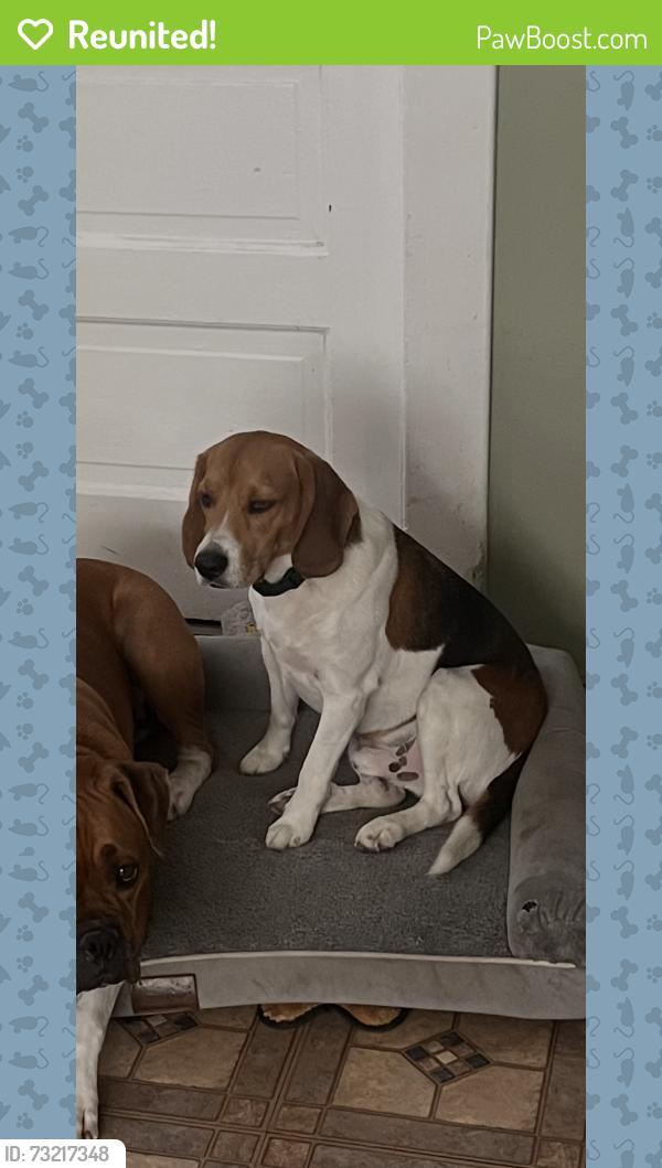 Reunited Male Dog last seen Jackson and magnolia, Riverside, CA 92503