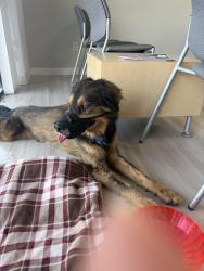 Found/Stray Unknown Dog last seen Dobson and Main, Mesa, AZ 85201