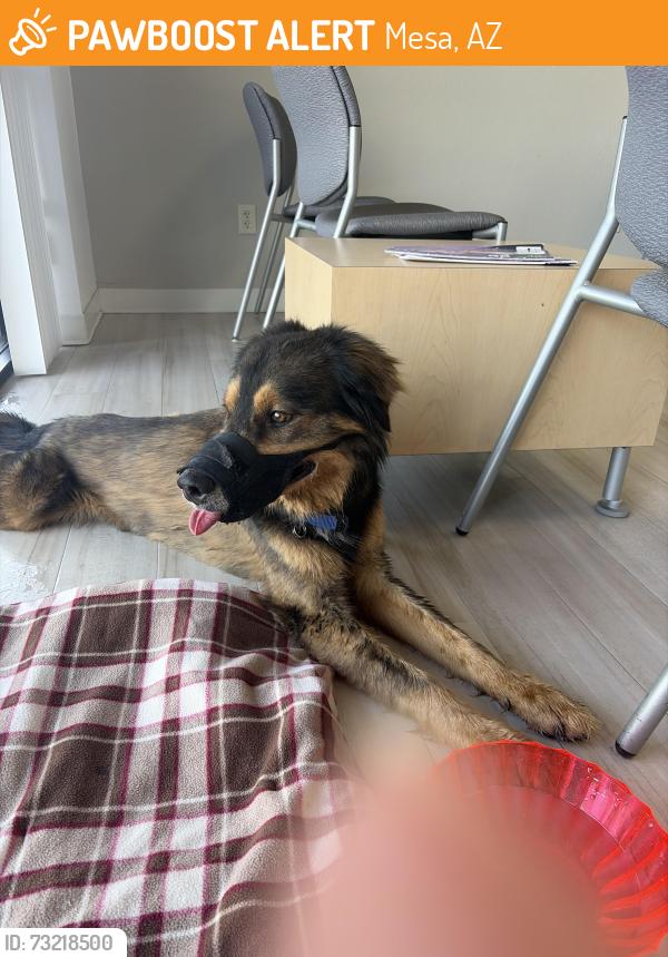 Found/Stray Unknown Dog last seen Dobson and Main, Mesa, AZ 85201