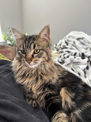 Lost Female Cat last seen IMT Stevenson Ranch Apartments, Stevenson Ranch, CA 91381